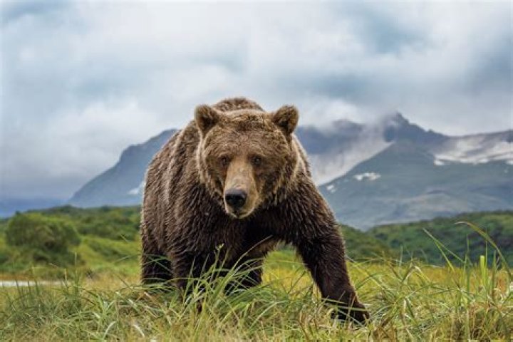 Rick "Grizzly" Brown biografía, edad, altura, esposo, net worth, familia